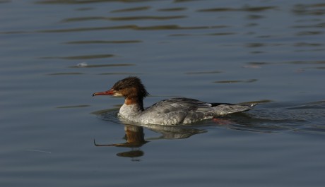 Smergo maggiore, di M. Bonora