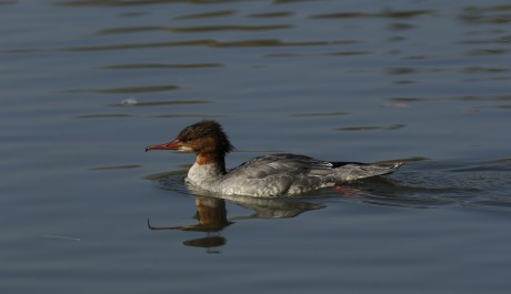 Smergo maggiore, di M. Bonora