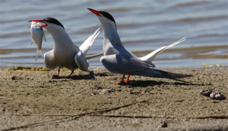 Sterna comune, di www.justbirds.it