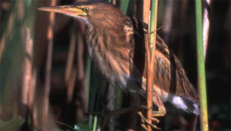 Tarabusino, di M. Bonora 