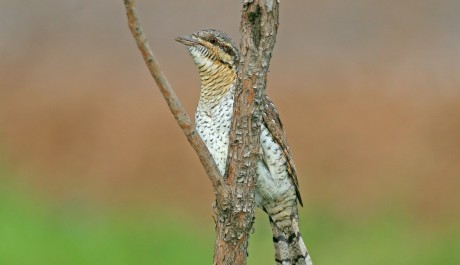 Torcicollo, di L. Sebastiani