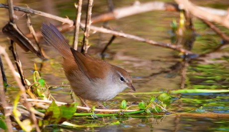 Usignolo di fiume, di L.Sebastiani