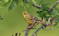 Zigolo giallo, di L. Sebastiani