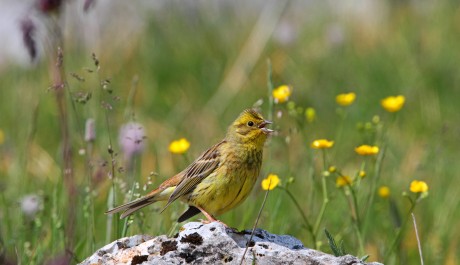 Zigolo giallo, di L. Sebastiani