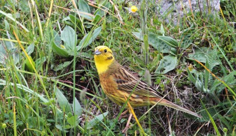 Zigolo giallo, di L. Sebastiani