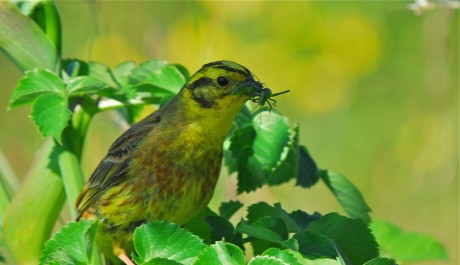 Zigolo giallo, di A. Alberi