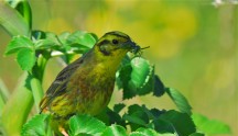 Zigolo giallo, di A. Alberi