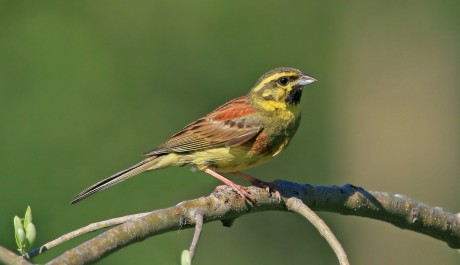 Zigolo nero, di L. Sebastiani