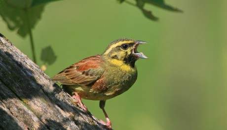 Zigolo nero, di L. Sebastiani