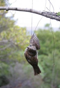Uccello ucciso con trappola illegale, di Claudia Raiteri